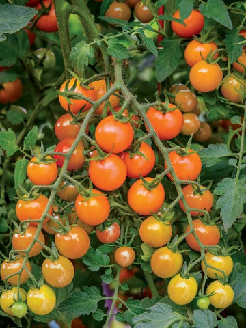 Rosii Orange Cherry (90 seminte) tomate cherry portocalii, soi timpuriu, crestere nedeterminata, Agrosem