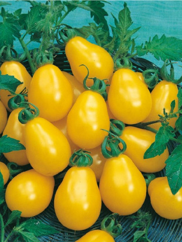Rosii Perun (150 seminte) de rosii galbene tip cherry prunisoara, Kertimag