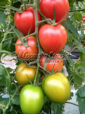 Rozabella (70 seminte) tomate Roze cu Crestere nedeterminata Soi Semitimpuriu pentru Camp, Geosem