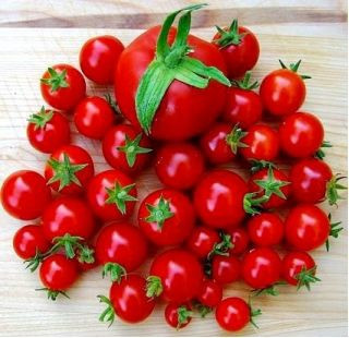 Russian Apple (40 seminte) rosii tip cherry, heirloom, productive si gustoase, Rusia