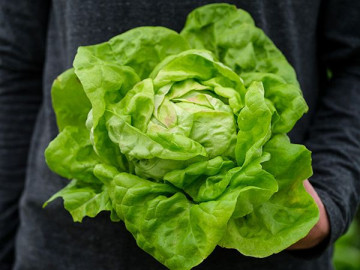 Salata May Queen (2000 seminte) salata soi productiv pentru cultura in camp, Agrosem