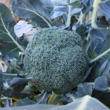 Samoa F1 (2500 seminte) de broccoli timpuriu cu capatana compacta granulatie fina spre medie uniforma de culoare verde inchis si greutate aproximativa de 500 grame, Cora Seeds