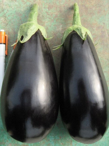 Sara F1 (500 seminte) de vinete cu plante puternice internoduri scurte si foarte productive de culoare negru inchis la coacere adecvata pentru cultivarea in sere solarii sau camp deschis, Cora Seeds