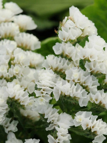 Saraturica alba(0.10 gr) seminte de flori puternic ramificate, Agrosem