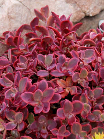 Sedum Sun Sparkler Wildfire (ghiveci 1 L), rasad planta suculenta vesnic verde, frunze rubinii-purpurii