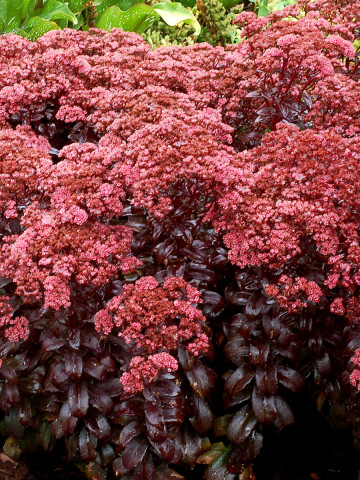 Sedum telephium Dark Magic (ghiveci 1 L), rasad planta suculenta vesnic verde, frunze violet-bordo inchis, flori roz