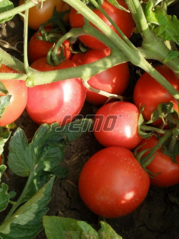 SEMAKING F1 seminte tomate (1000 sem) hibrid tomate de camp timpurii, cu fructe alungite, uniforme si coacere concentrata, planta compacta si productiva, ideal pentru procesare, Semo Cehia