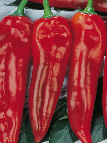 Seminte ardei lung Corno di Toro Rosso (1 kg), soi popular italian, Hortus Simenti