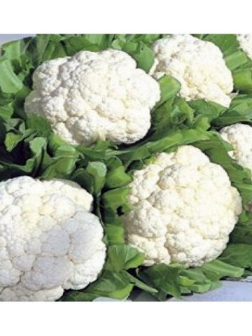 Seminte conopida Momentum F1 (1000 seminte), extratmpurie, Seminis