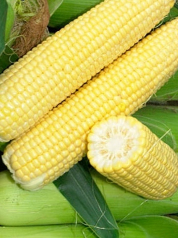 Seminte porumb Sweet Spirit F1 (75 seminte), porumb dulce, Hektar Agrosel