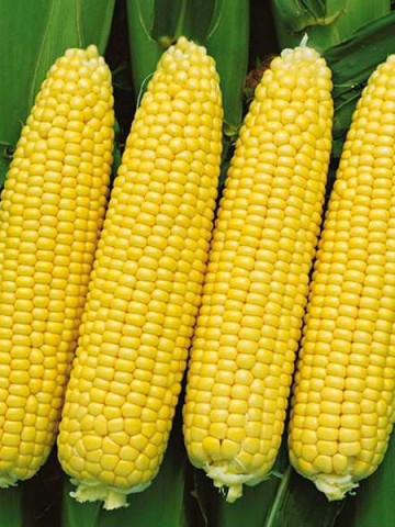 Seminte porumb zaharat Challenger F1 (5000 seminte), super dulce, Seminis