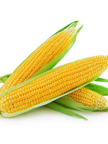 Seminte porumb zaharat Deliciosul (5000 seminte) soi romanesc, Agrosem