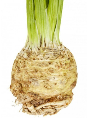 Seminte telina Apollo (250 seminte), telina de radacina, Agrosel