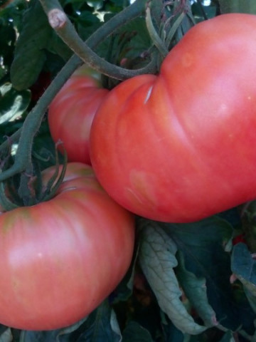 Seminte tomate Roz de Haskovo (Haskovski), 0.2 gr, soi roze nedeterminat fructe mari, gust excelent
