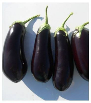 Seminte vinete Sharapova F1, 100 de Seminte de vinete cu fruct cilindric-oval ce nu prezinta tepi pe codita si la maturitate atinge o greutate de 350-400 grame/fruct de la Rijk Zwaan