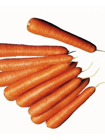 Senator F1 - 100.000 seminte - Seminte de morcov cu forma cilindrica si fructe de o culoare buna de la Clause