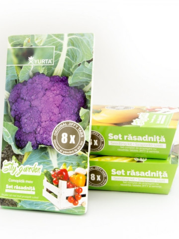 Set rasadnita medie - Conopida mov, Colectia City Garden