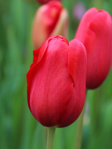 Sky High Scarlet (8 bulbi), lalele rosii, bulbi de flori