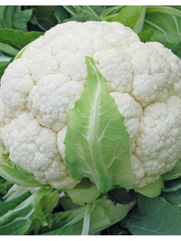 Skywalker F1 (2500 seminte) conopida cu un sistem radicular viguros si inflorescente compacte fine culoare alb-stralucitor, Bejo