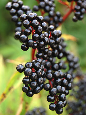 Soc Negru (Sambucus nigra) butasi de soc negru planta XXL, Yurta