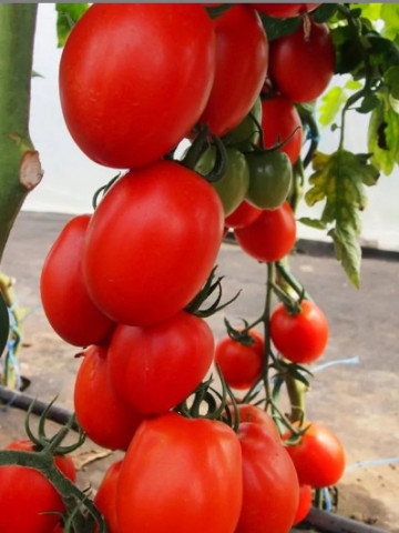 Sonet F1 (10 seminte) de rosii timpurii in forma de ou, ChemyFarm