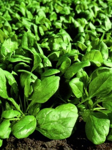Sparrow F1 - 25000 sem - Seminte de spanac cu frunze de culoare verde intens si toleranta foarte buna la schimbarile bruste de temperatura pentru consum in stare proaspata si industrializare de la Rijk Zwaan