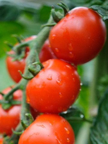 Spencer (30 seminte) de tomate cherry soi gustos, Seklos