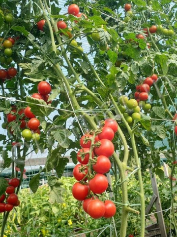 Spencer (60 seminte) de tomate cherry soi nobil, MAG-R