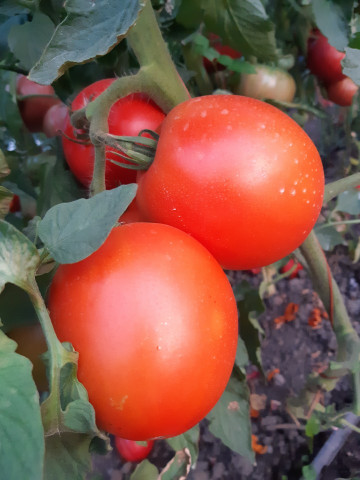 Sprint 34 F1 Seminte tomate extratimpurii semideterminate (1 gr), Florian Bulgaria