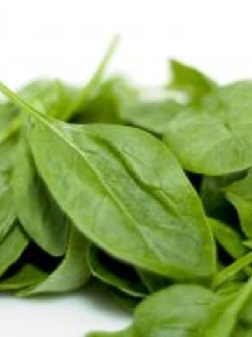 Stevie (Stevia) 175 seminte de stevie planta medicinala, Florian