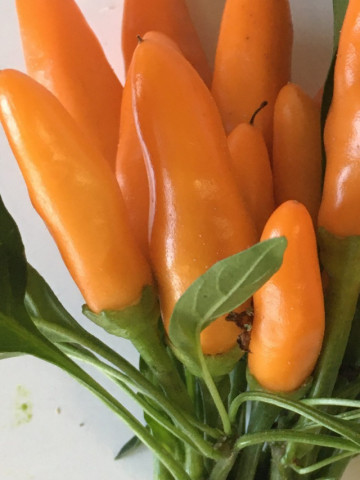 Stromboli (250 seminte) ardei chili portocaliu, Profit Seeds