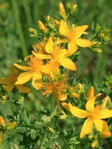 Sunatoare Medicinala (1000 seminte) de planta perena sunatoare, Agrosem
