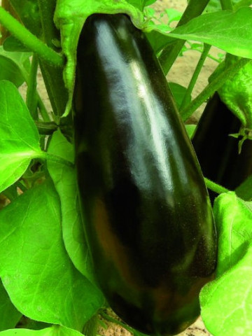 Teti F1 (500 seminte) vinete forma alungita, Profit Seeds