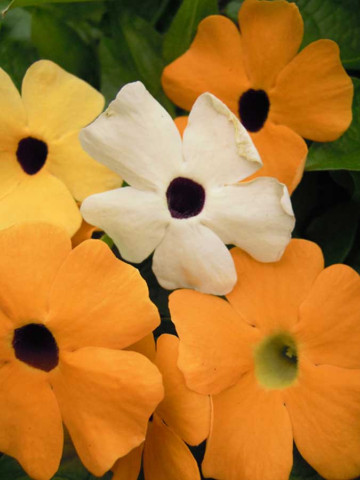 Thunbergia mix (0.5g), planta anuala urcatoare, Agrosem