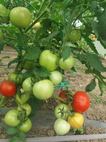 Tomate Florina 44 (1500 seminte) de rosii romanesti cu crestere determinata de la SCDL Buzau