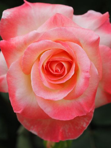 Trandafir Teahybrid Princesa, butasi de trandafiri cu flori mari, foarte parfumate, intr-o combinatie exceptionala de galben-crem si rosu-coral, Yurta
