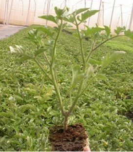 UG29A F1 - 500 sem - Seminte de portaltoi ce garanteaza starea de sanatate a plantei productivitatea si calitatea fructelor chiar si in conditii climatice nefavorabile avand efect pozitiv asupra vigorii si dezvoltarii plantei de la United Genetics