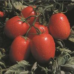 Unirex F1 - 1000 sem - Seminte de rosii crestere determinata productive ce se preteaza la recoltarea mecanizata ajungand la o greutate de 85-90 de grame de la United Genetics
