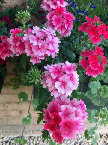 Verbena Curgatoare Pendula (0.4 g) planta curgatoare cu flori viu colorate in inflorescente compacte, Opal