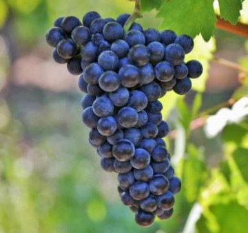 Vita de vie Feteasca Neagra, butas de vita de vie soi romanesc, ideal pentru vinuri rosii de calitate superioara, Yurta