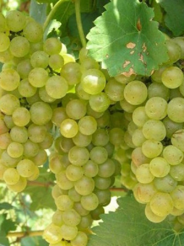 Vita de vie Feteasca Regala, butas de vita de vie soi cu boabe verzi-galbui, zemoase, potrivite pentru vinuri spumante, Yurta
