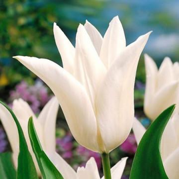 White Triumphator (8 bulbi), lalele albe, bulbi de flori