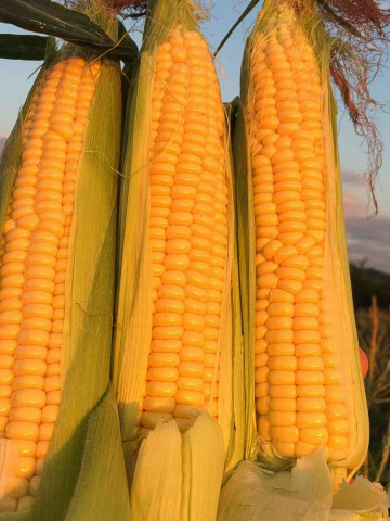 Sweet Nugget F1 - 2000 sem - Seminte de porumb extratimpuriu perioada de vegetatie 68-70 zile ce produce fructe uniforme cu boabe foarte dulci de culoare galben auriu de la Agri Saaten