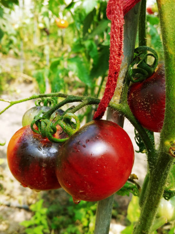 Indigo Apple (30 seminte) rosii negre cu nuante purpurii cu negru, miez rosu, tip cherry, SUA