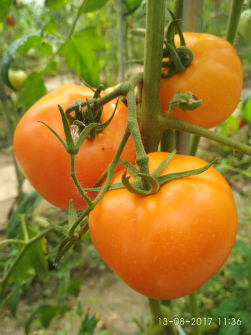 Kelloggs Breakfast (60 seminte) rosii portocalii de culoarea mandarinei, soi heirloom, nedeterminat, SUA