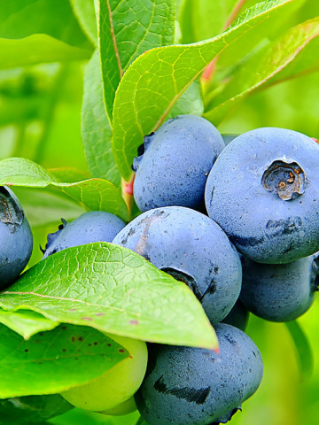 Afin Bluegold, butasi de afine soi cu fructe mari, pulpa ferma, gust dulce-acrisor placut, Yurta