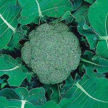 Agapia F1 (50 seminte) broccoli timpuriu, Hektar