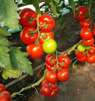 Alamina F1 - 1000 sem - Seminte de rosii nedeterminate cu fructe de tip beef foarte gustoase ce prezinta rezistenta la pastrare si transport de la Rijk Zwaan