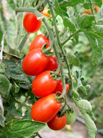 Alya IZK (60 seminte) tomate tip cherry oval alungite, gust echilibrat dulce-acru, de la IZK Bulgaria