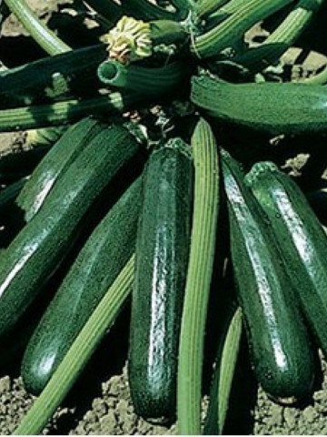Ambassador F1 (100 seminte) dovlecel verde inchis, Seminis